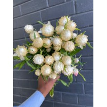 Fresh Strawflower - White 