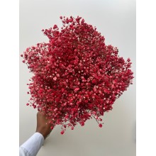 Gypsophyla - Red