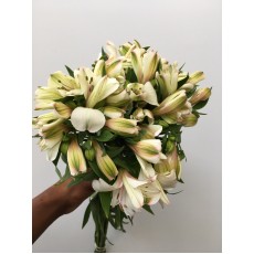 Eskimo White Alstroemeria 