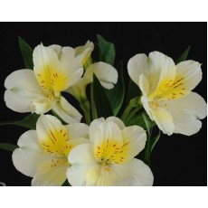 Gigi Cream Gigi Cream