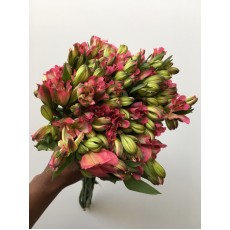 Pink Pearl Alstroemeria 