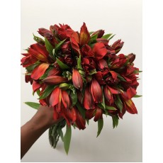 Hot Pepper Alstroemeria 