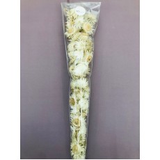 Phaenocoma Confetti Petals Cream 
