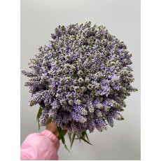 Veronica Smart Splash 60cm Veronica Smart Splash 60cm