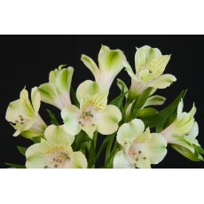 Greenfield Greenfield