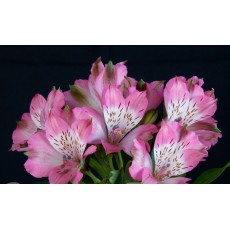 Pink Creation Pink Creation