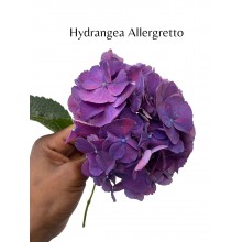 Hydrangea - Allegretto 50cm