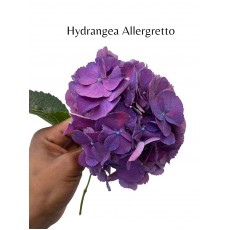 Hydrangea - Allegretto 50cm