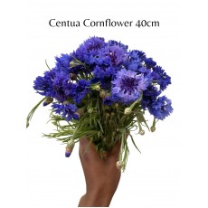 Centua Cornflower 40cm