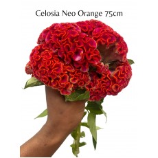 Celosia C Neo Orange 75cm