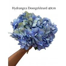 Hydrangea Doorgekleurd 40cm