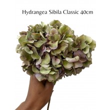 Hydrangea Sibila Classic 40cm