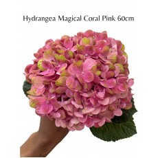 Hydrangea - Magical Coral Pink 60cm 