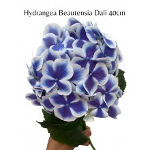 Hydrangea Beautensia dali 40cm