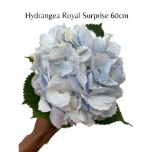 Hydrangea  Royal Surprise 60cm