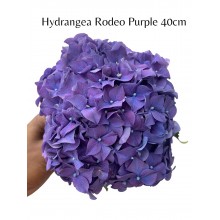 Hydrangea  Royal Rodeo Purple 40cm