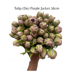 Tulip Du Purple Jacket