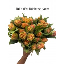 Tulip (Fr) Brisbane 34cm