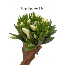 Tulip Update 32cm