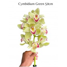 Cymbidiums 5 - 6 buds Green 