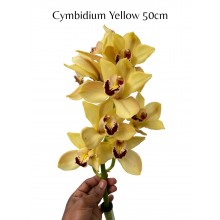 Cymbidiums 5 - 6 buds Yellow