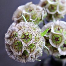 Scabiosa Star Flower 