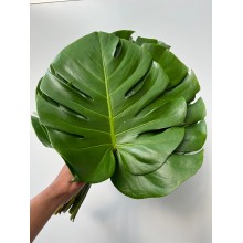 Monstera Small 