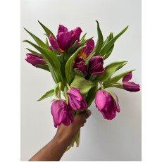 Tulip - PA Secret Parrot