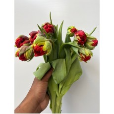 Tulip - Red Princess