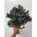 Fresh Brunia Spray - Blue 