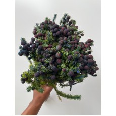 Fresh Brunia Spray - Blue 