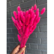 Preserved Lagurus - Cerise 