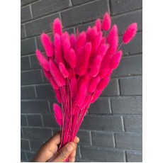 Preserved Lagurus - Cerise 