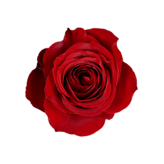 Freedom 40-60 cm, min 10 stem 