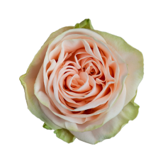 Wedding Rose
