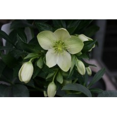 Hellebore Queens White 