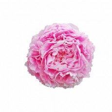 Peony - Red Sarah Bernhardt 55cm