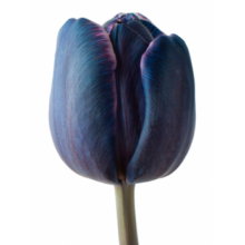 Tulip - VIP Mixed (Lady Liz) / Dark Blue 