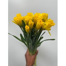 Narcissus Yellow 