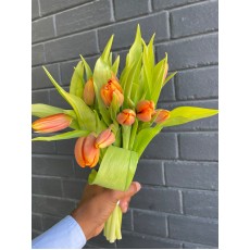 Tulip - Orange Passion
