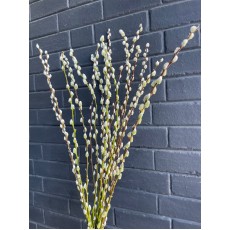 Fresh Pussy Willow 