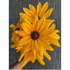 Rudbekia Vanderfax