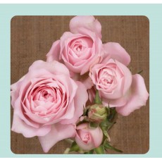 Princess Fairy Kiss Pink