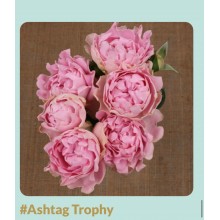 #Ashtag Trophy 