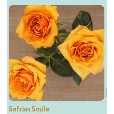 Safran Smile