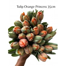 Tulip - Orange Princess Tulip - Orange Princess