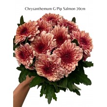Chrysanthemum Pip Salmon