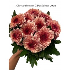 Chrysanthemum Pip Salmon
