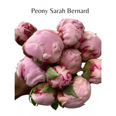 Peony - Sarah Bernhardt / Bernard Peony - Sarah Bernhardt / Bernard