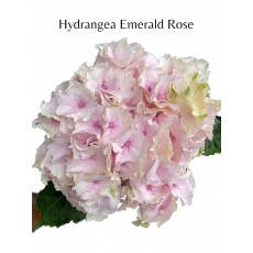 Hydrangea Emerald Rose